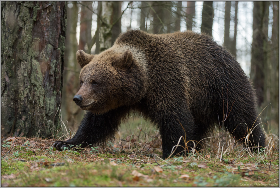 stets vorsichtig... Europäischer Braunbär *Ursus arctos*