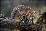 nach dem großen Sturm... Rotfuchs *Vulpes vulpes*