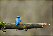 Doppelung... Eisvogel *Alcedo atthis*