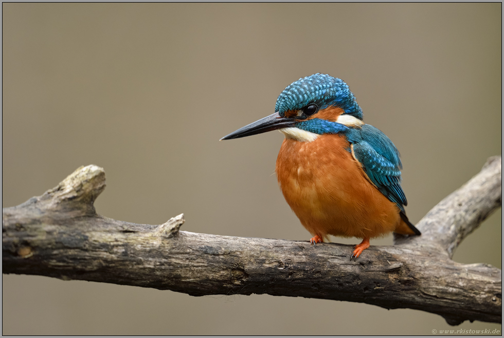 leuchtend orange Brust... Eisvogel *Alcedo atthis*