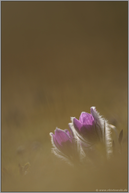 verträumt... Gewöhnliche Kuhschelle *Pulsatilla vulgaris*