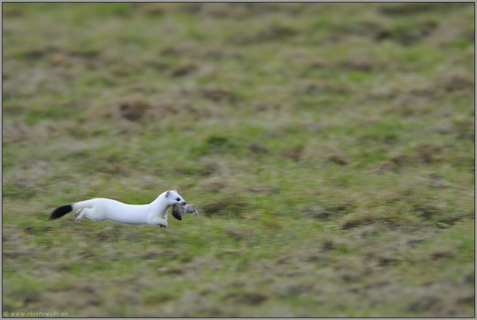 flinker Mäusefänger... Hermelin *Mustela erminea*