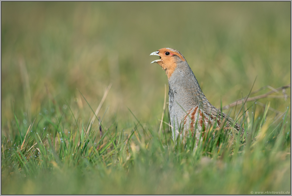 der Balzruf... Rebhuhn *Perdix perdix*