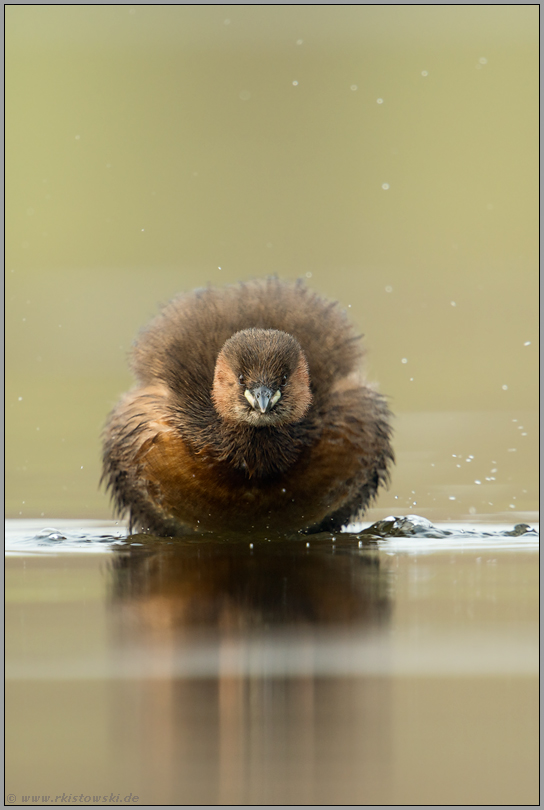 shake, rattle and roll... Zwergtaucher *Tachybaptus ruficollis*