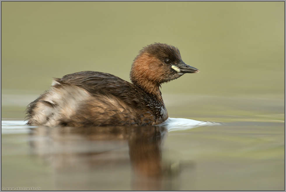 kleiner Taucher, ganz groß... Zwergtaucher *Tachybaptus ruficollis*