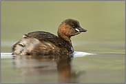 kleiner Taucher, ganz groß... Zwergtaucher *Tachybaptus ruficollis*