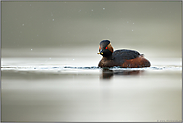 Appetithappen... Schwarzhalstaucher *Podiceps nigricollis*