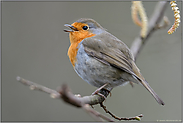 der Frühling kommt... Rotkehlchen *Erithacus rubecula*