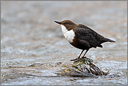 aufgeregt... Wasseramsel *Cinclus cinclus*