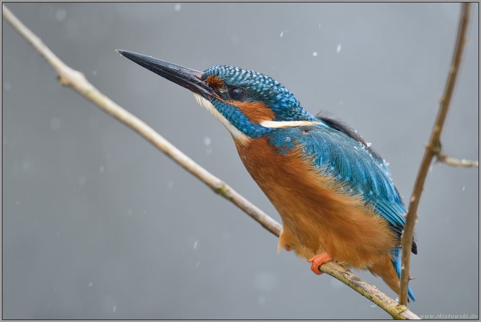 Abwehrhaltung... Eisvogel *Alcedo atthis*