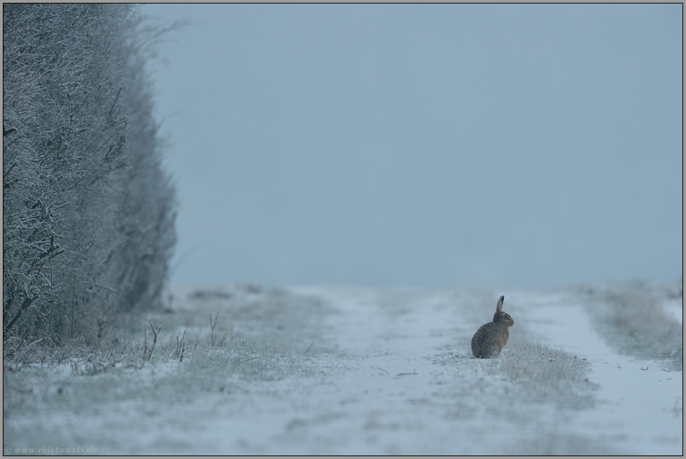 Melancholie... Feldhase *Lepus europaeus*