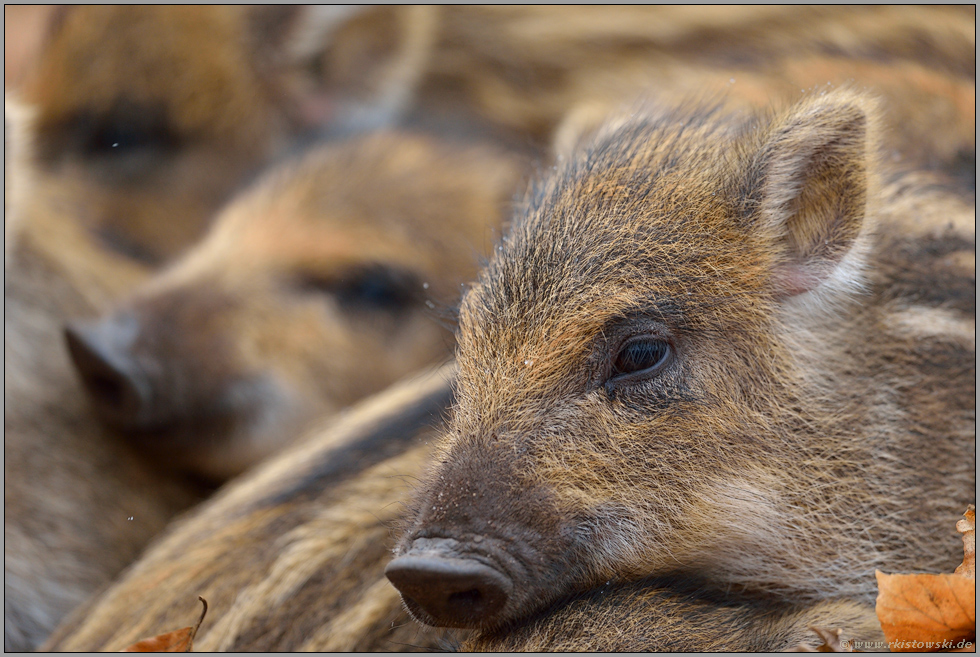 der Kälte trotzend... Wildschwein *Sus scrofa*, Frischlinge wärmen sich gegenseitig