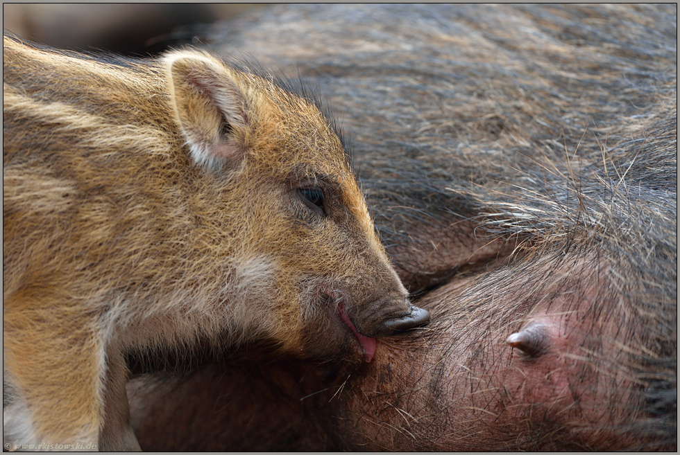 Kraftfutter... Wildschwein *Sus scrofa*