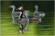 Haubentaucherfamilie... Haubentaucher *Podiceps cristatus* mit bereits älteren Jungvögeln