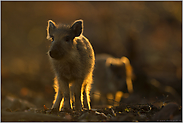 ganz groß... Wildschweinfrischlinge *Sus scrofa*