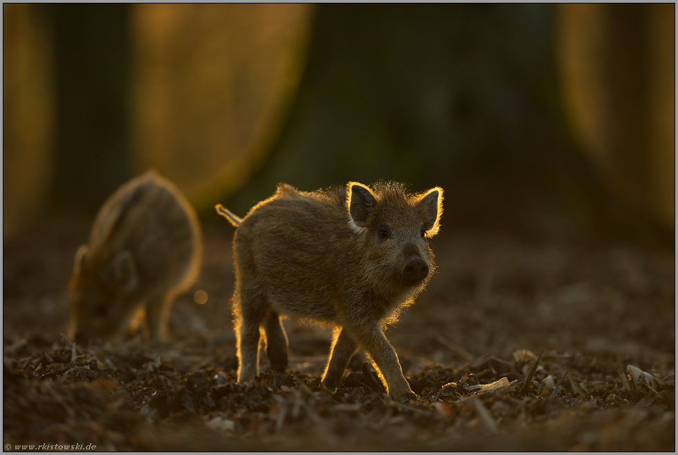 Schwänzchen in die Höh