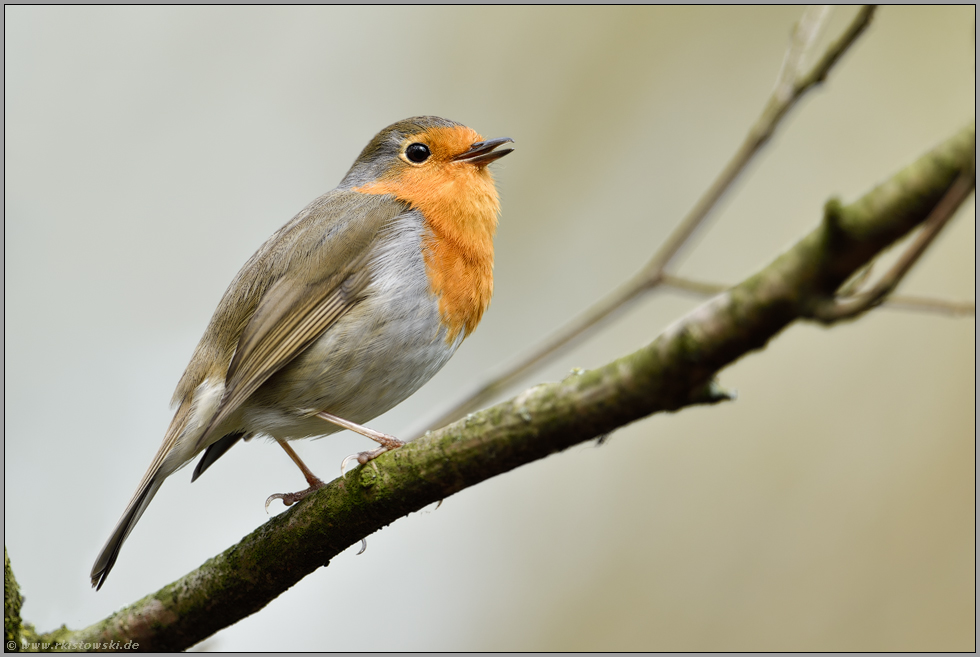 melodischer Gesang... Rotkehlchen *Erithacus rubecula*