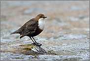 ein bemerkenswerter Vogel... Wasseramsel *Cinclus cinclus*