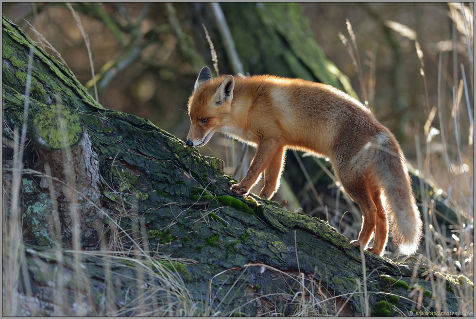 unternehmungslustig... Rotfuchs *Vulpes vulpes*, Jungfuchs