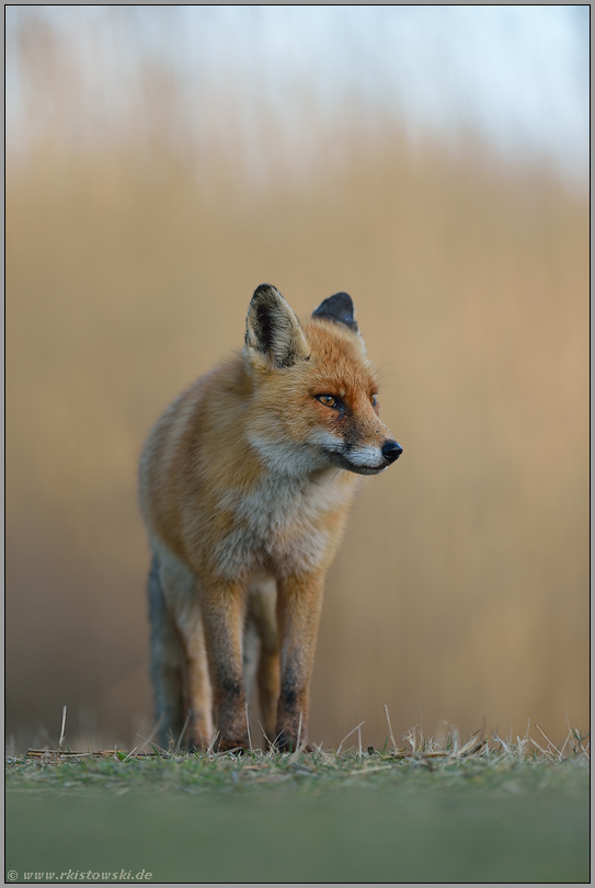 unentschlossen... Rotfuchs *Vulpes vulpes* auf der Pirsch