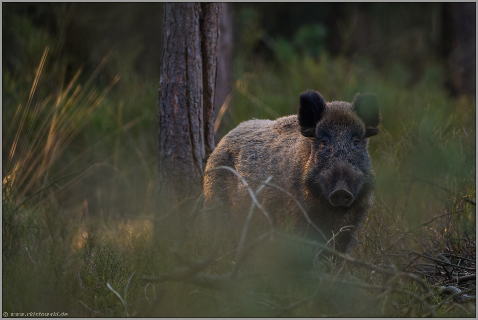 letztes Licht... Wildschwein *Sus scrofa*