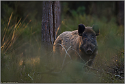 letztes Licht... Wildschwein *Sus scrofa*