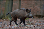 wenig Licht... Wildschwein *Sus scrofa*