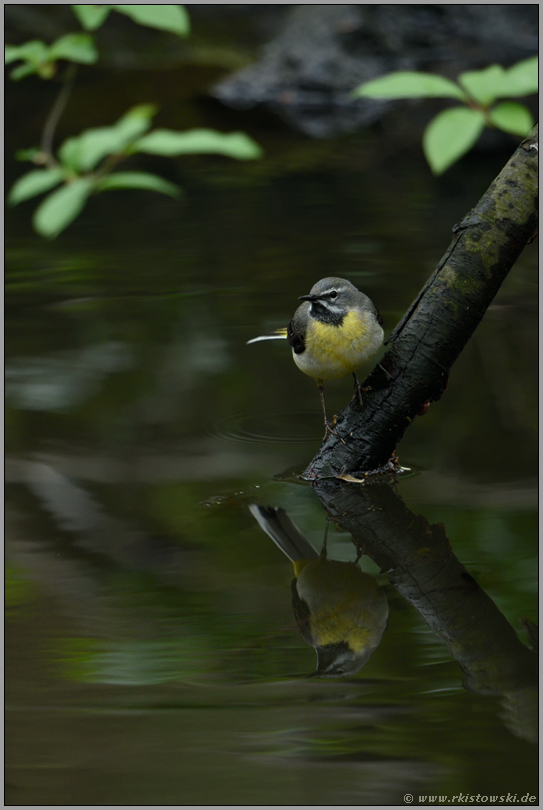 am Bach... Gebirgsstelze *Motacilla cinerea*