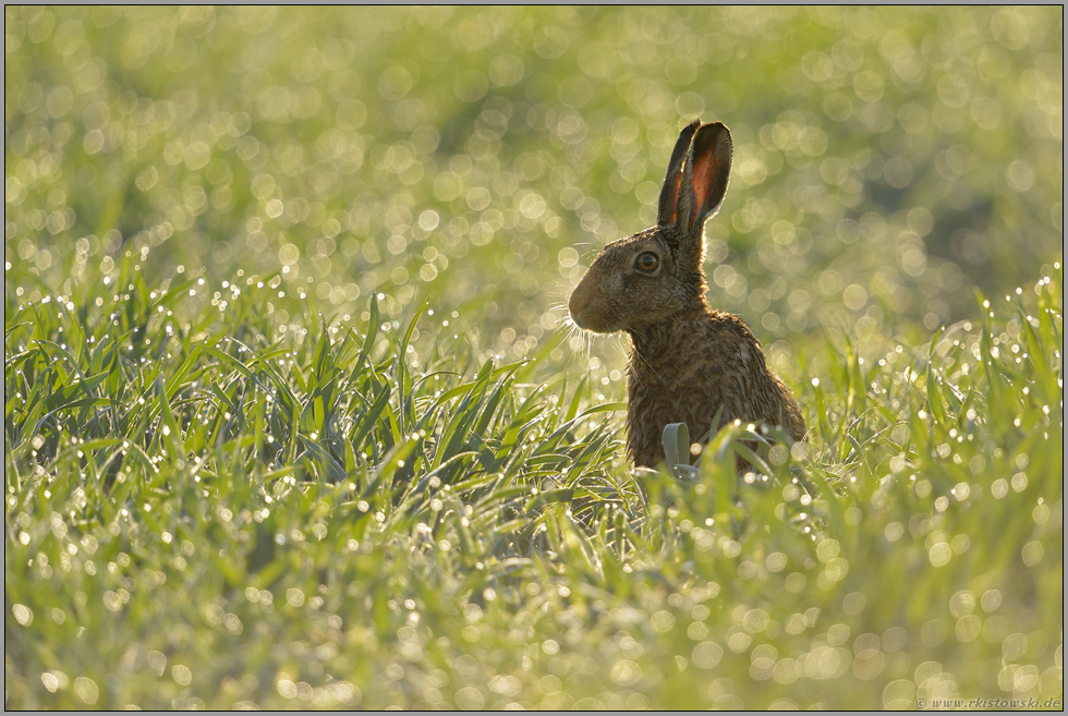 im Lichtermeer... Feldhase *Lepus europaeus*