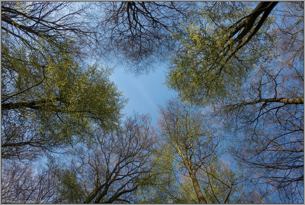 die Bäume schlagen aus... Baumkronen *Fagus sylvatica*