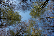 die Bäume schlagen aus... Baumkronen *Fagus sylvatica*