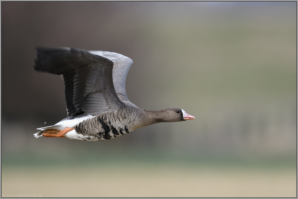 schneller Flug... Blässgans *Anser albifrons* am Niederrhein