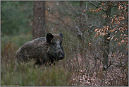 unsicher... Wildschwein *Sus scrofa *