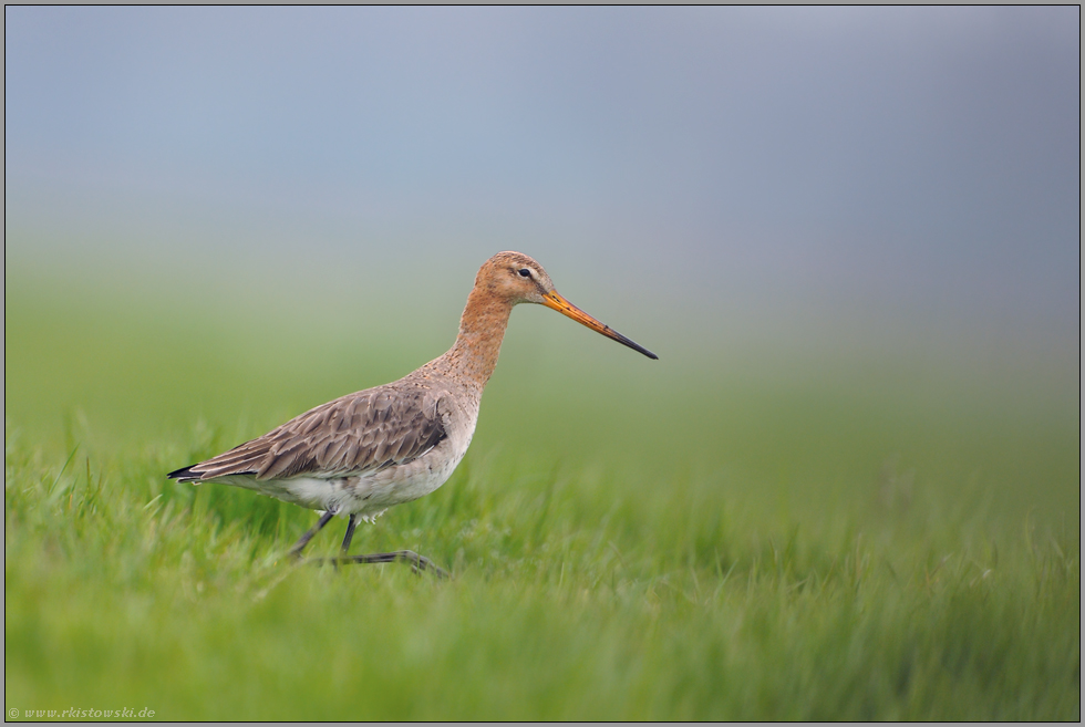 verträumt... Uferschnepfe *Limosa limosa*