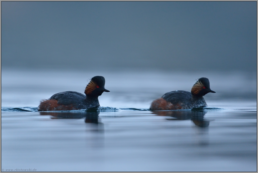 Nachtgeister... Schwarzhalstaucher *Podiceps nigricollis*