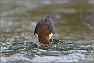 auf Tauchgang... Wasseramsel *Cinclus cinclus* oder wieso die Wasseramsel im Englischen "Dipper" heißt