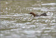 schwimmend unterwegs... Wasseramsel *Cinclus cinclus*