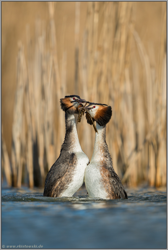 ein Tänzchen in Ehren... Haubentaucher *Podiceps cristatus* beim Pinguintanz