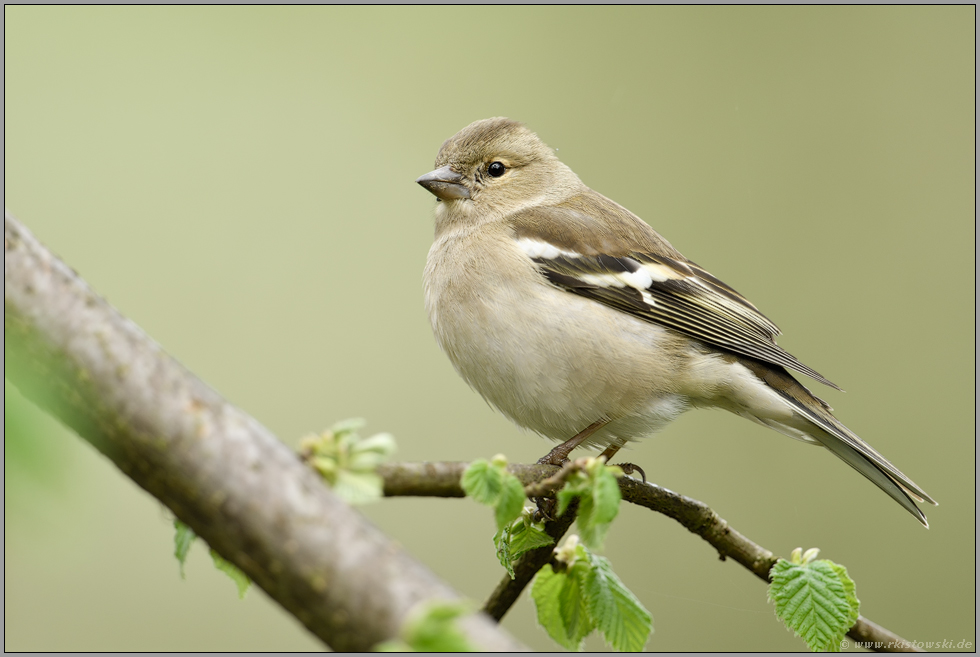Buchfinkweibchen im Frühjahr... Buchfink *Fringilla coelebs*