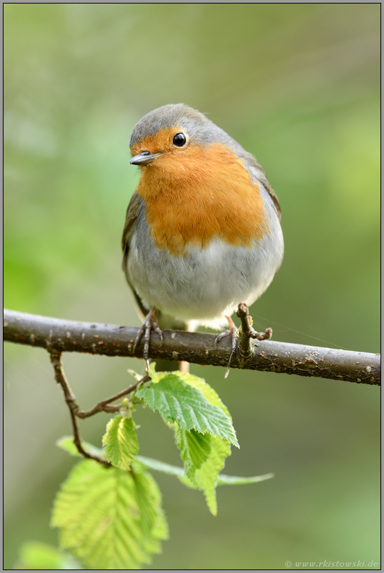 süßer, kleiner Fratz... Rotkehlchen *Erithacus rubecula*