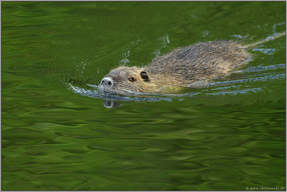 Lichtspiegelungen... Nutria *Myocastor coypus*