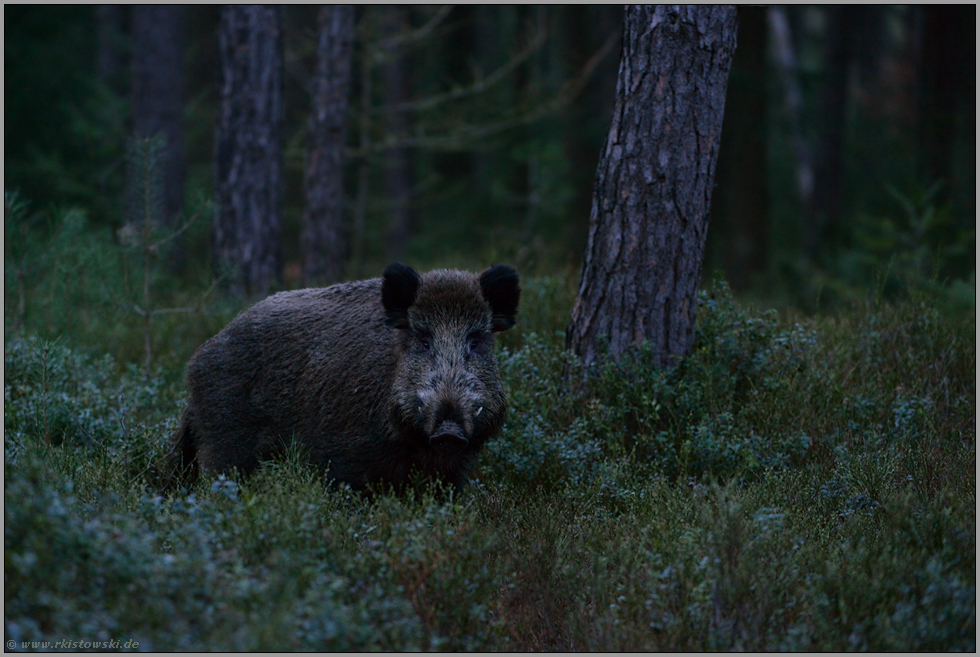 starker Keiler... Wildschwein *Sus scrofa* spätabends in der Dämmerung