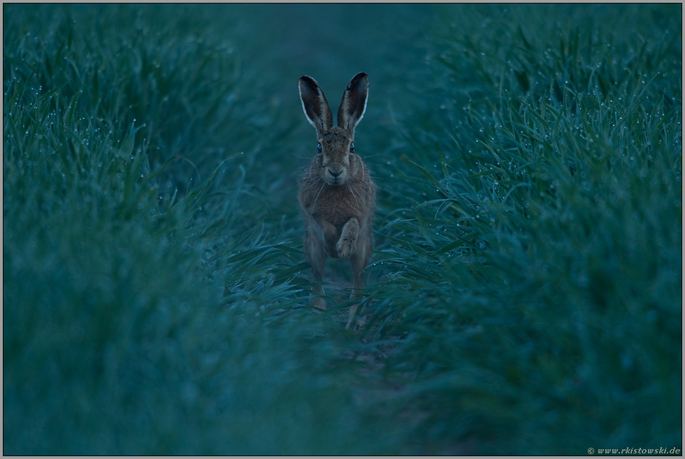 Frühaufsteher... Feldhase *Lepus europaeus*