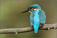 eisblauer Rücken... Eisvogel *Alcedo atthis*