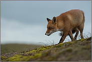 auf der Pirsch... Rotfuchs *Vulpes vulpes*