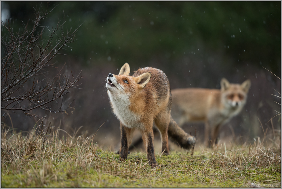 Regen fällt... Rotfuchs *Vulpes vulpes*