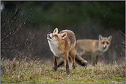 Regen fällt... Rotfuchs *Vulpes vulpes*