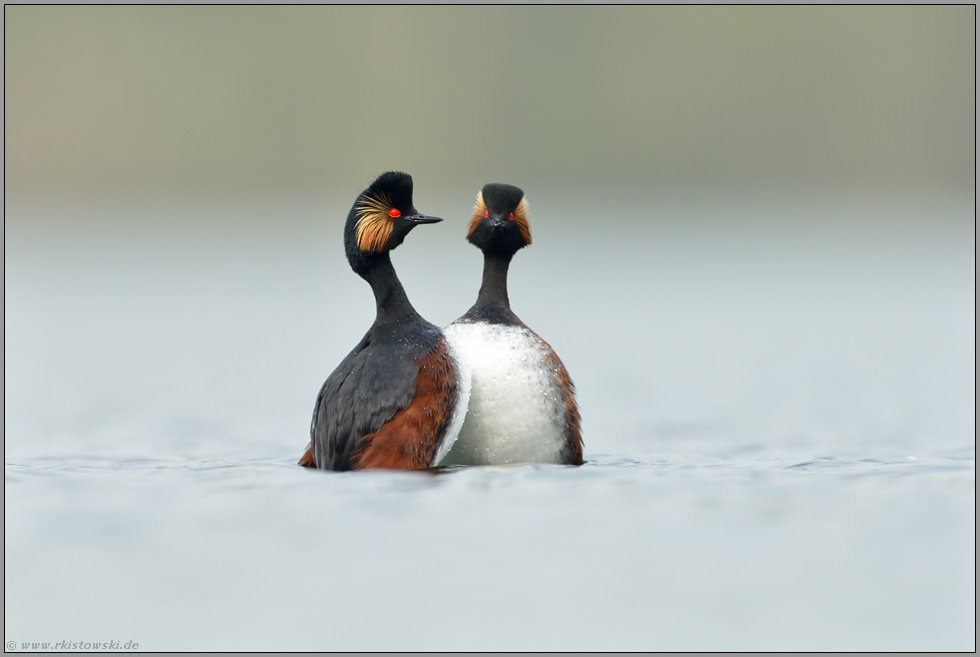 der Hochzeitstanz... Schwarzhalstaucher *Podiceps nigricollis* in der Balz