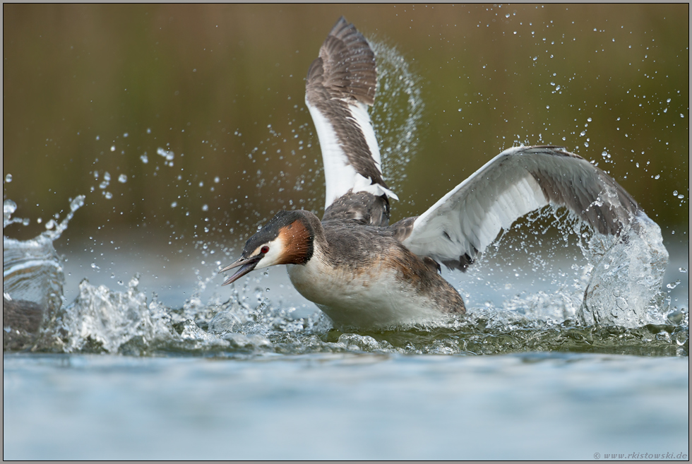 Attacke... Haubentaucher *Podiceps cristatus* vertreibt einen Reviereindringling / Nebenbuhler