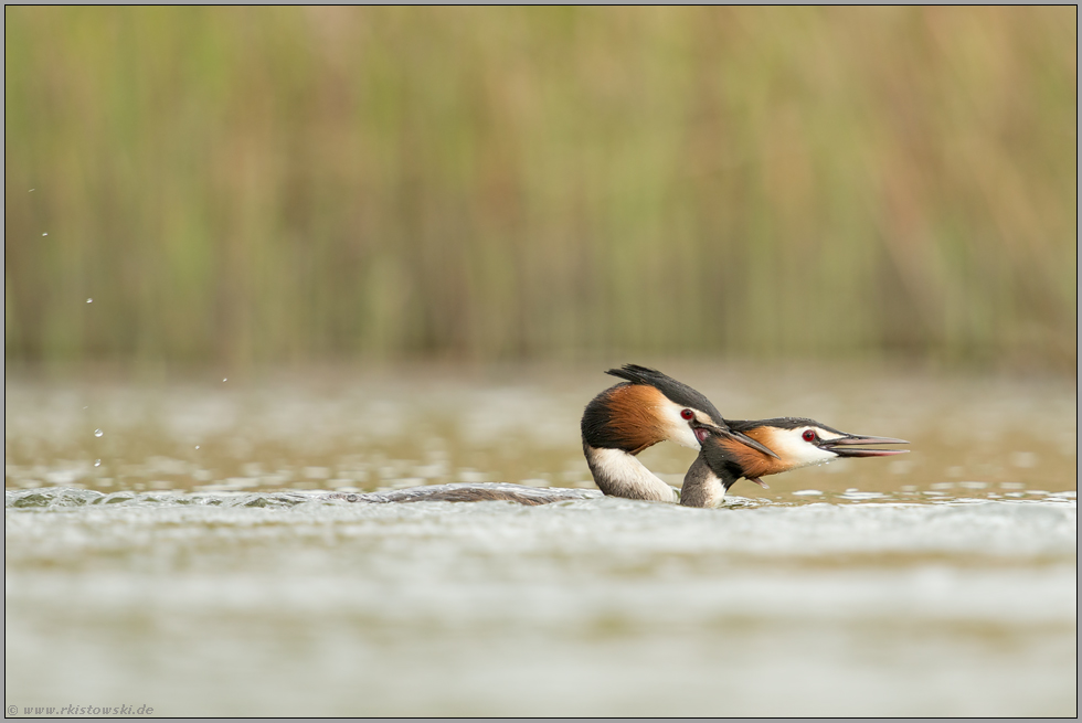 Nackenbiss... Haubentaucher *Podiceps cristatus* vetriebt einen Reviereindringling